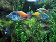 Boesemani Rainbow Fish